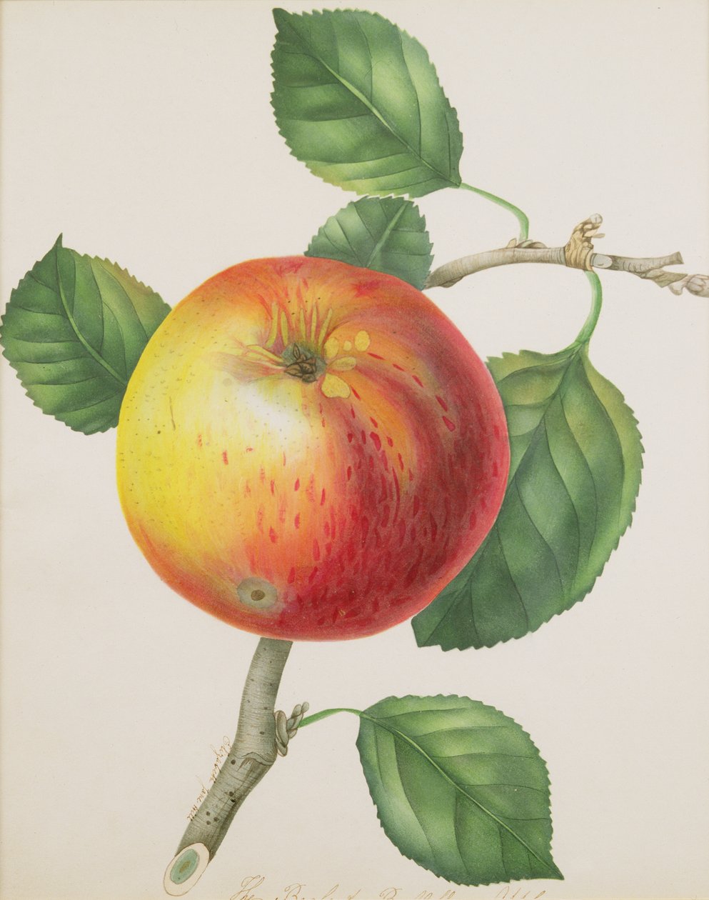 Apple，c.1835（wc） 作者 伊丽莎白·简·希尔