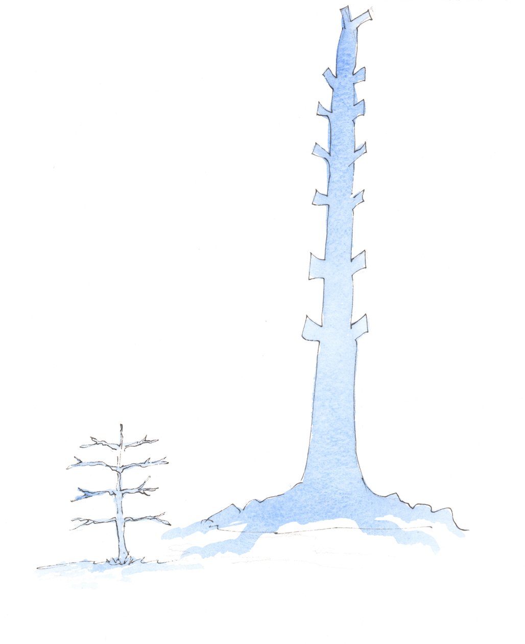 随着一棵巨大的橡树从幼树生长而来，教堂也不断发展壮大，2003年（纸上有水） 作者 伊丽莎白王