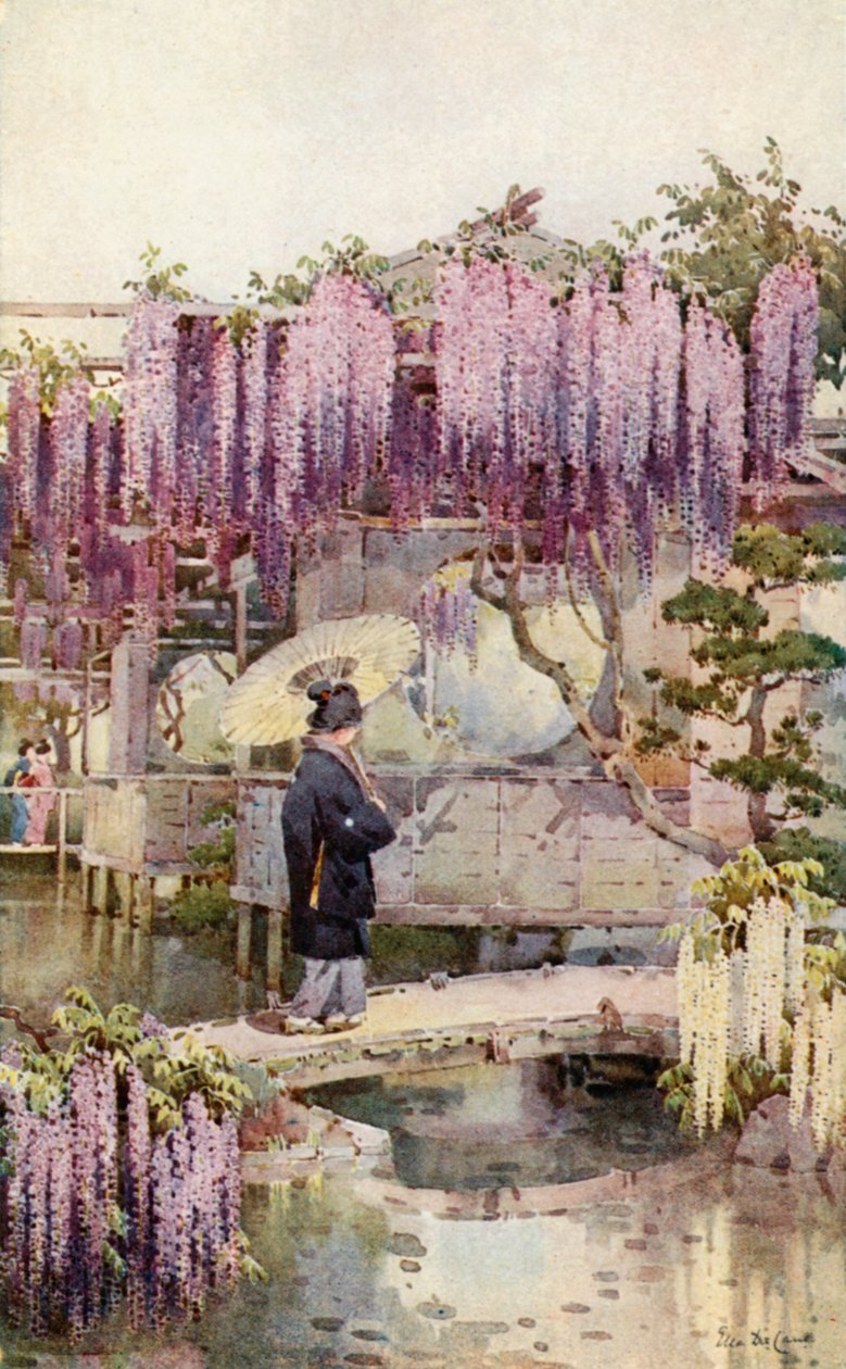 卡巴塔 Wistaria（彩色印刷版） 作者 艾拉·杜甘蔗