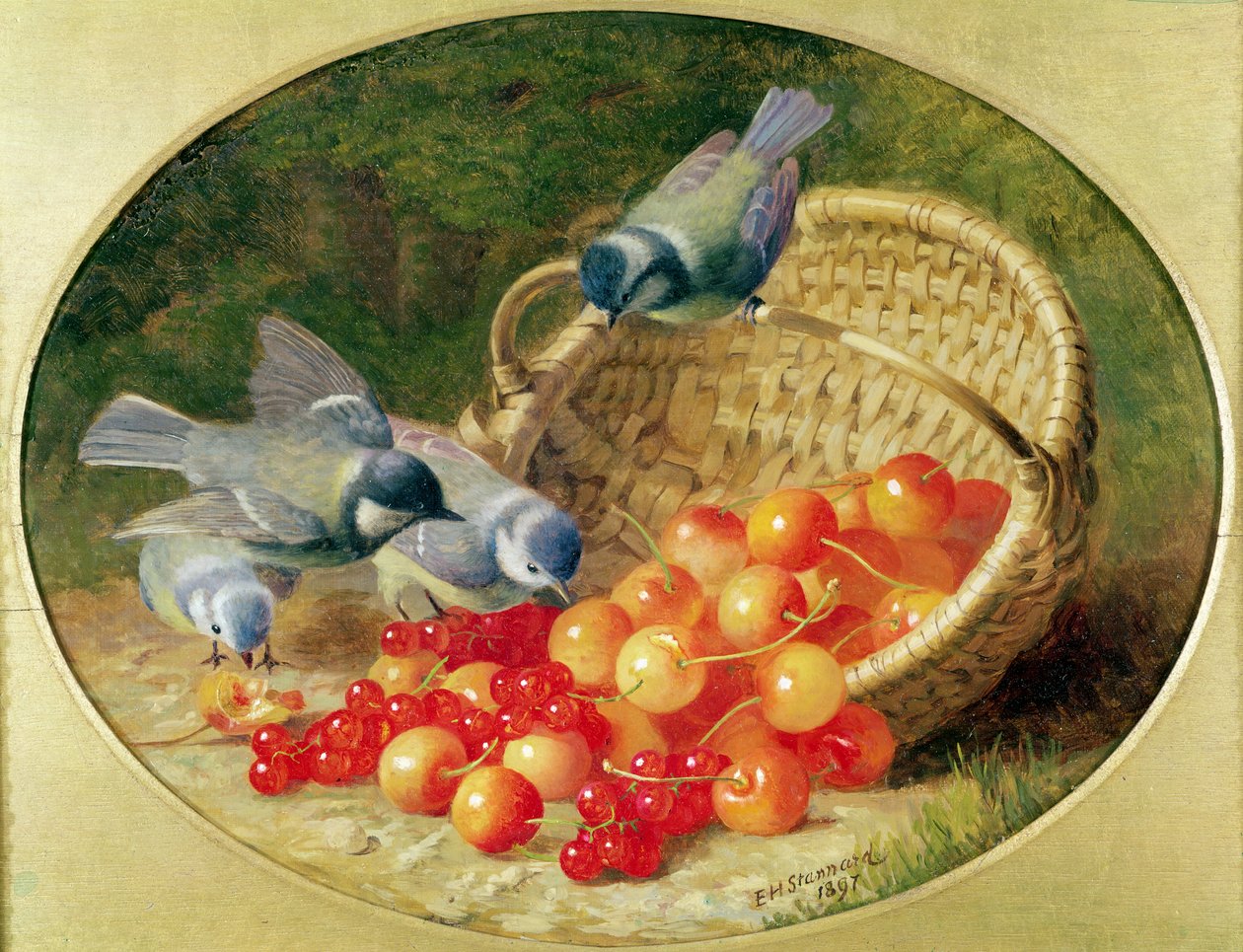 Bluetits啄樱桃，1897年 作者 埃洛伊斯·哈丽特·斯坦纳德