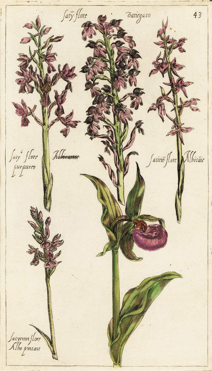 欧洲兰花的不同品种，瓢虫兰，Cypripedium calceolus 作者 伊曼纽尔·斯威特