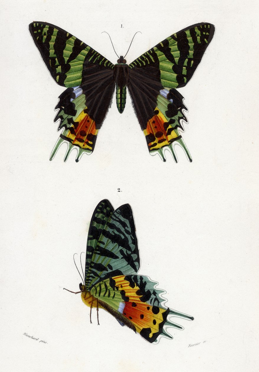 Urania Riphaeus，1869年（手工雕刻） 作者 埃米尔·西奥菲勒·布兰查德