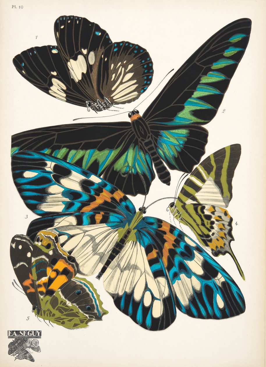 图 10，选自《Papillons》，1925 年出版。1925 年（pochoir 印刷品） 作者 埃米尔·阿兰·塞盖