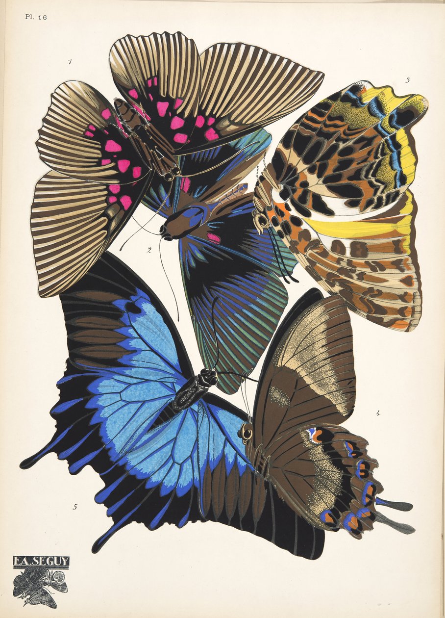 图 16，选自《Papillons》，1925 年出版。1925 年（pochoir 印刷品） 作者 埃米尔·阿兰·塞盖