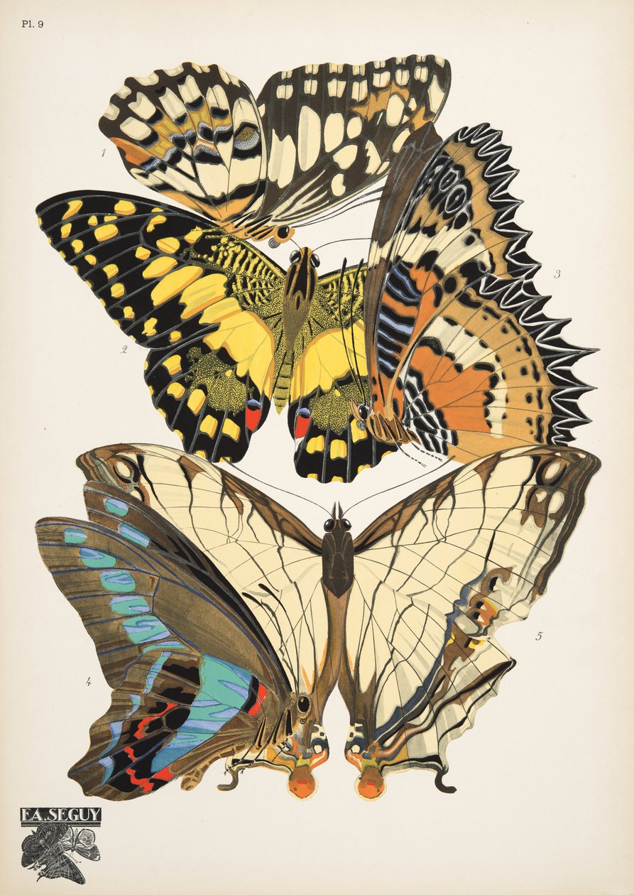 插图 9，选自《Papillons》，1925 年出版。1925 年（pochoir 印刷品） 作者 埃米尔·阿兰·塞盖