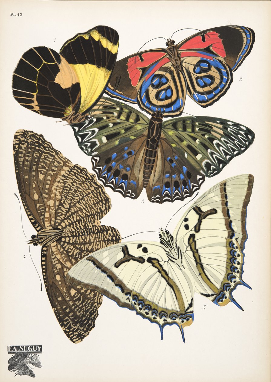 第 12 盘，来自 Butterflies，酒吧。 1925 年（模板印刷） 作者 埃米尔·阿兰·塞盖