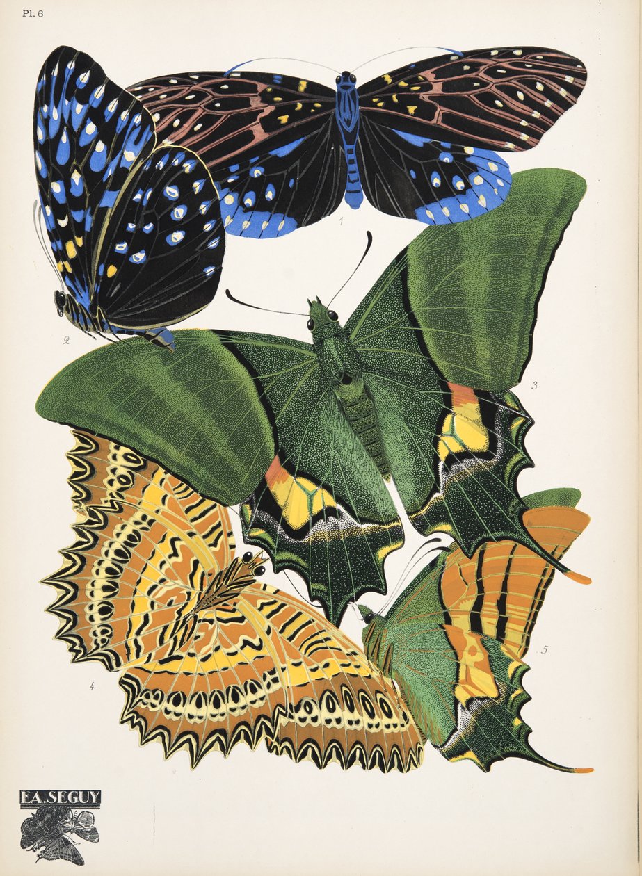 插图 6，选自 Papillons，出版于 1925 年（pochoir 版画）。1925 年（pochoir 印刷品） 作者 埃米尔·阿兰·塞盖
