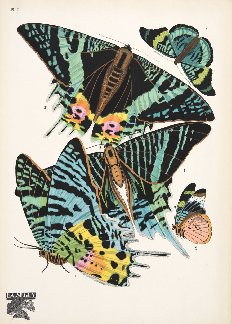 第 7 版，来自 Butterflies，酒吧。 1925 年（模板印刷） 作者 埃米尔·阿兰·塞盖