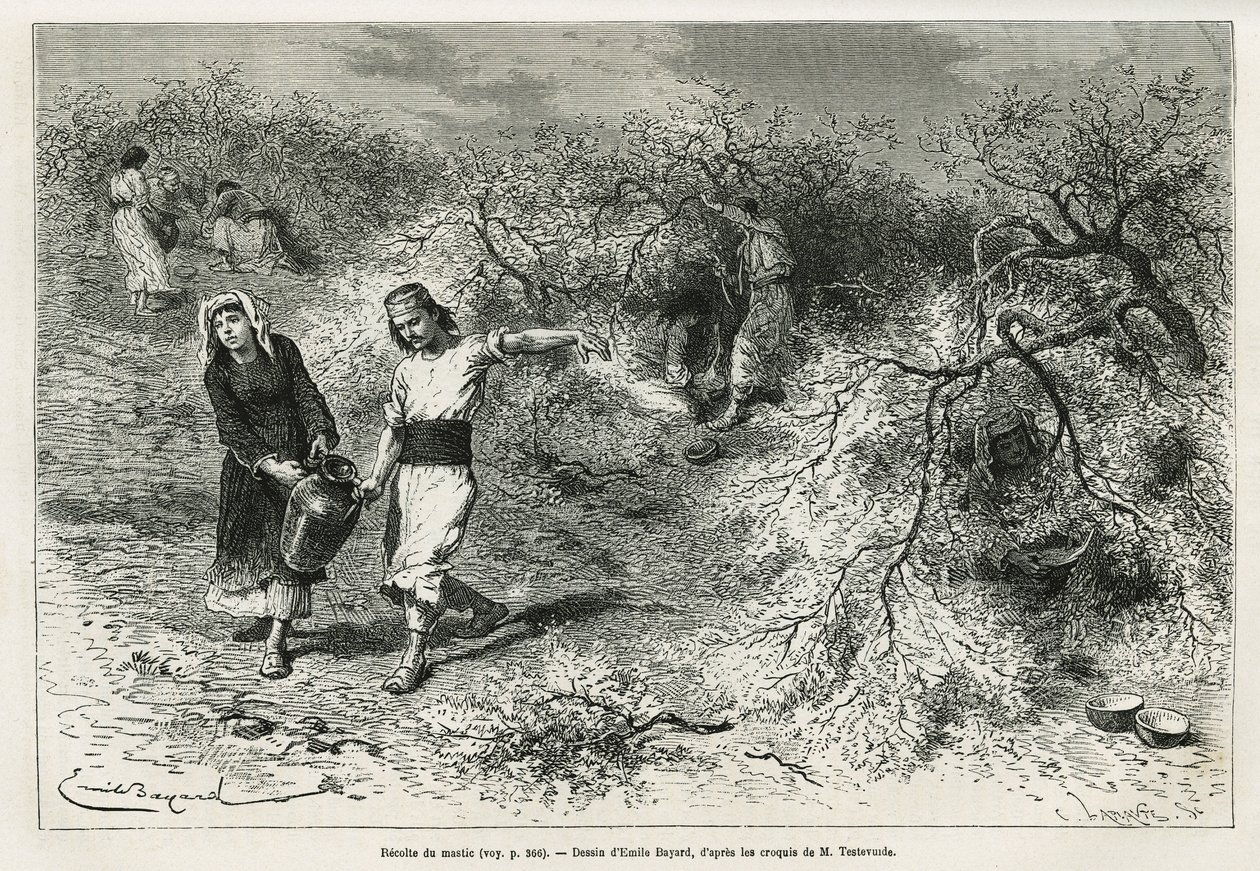 The collection of putty, a white resin of lentis, during the summer season, is the basis of the manufacture of an anisee brandy, drawing by Emile Bayard, to illustrate the story “Chio Island” (Eastern Turkey), in 1877, by Dr. A. Testevuide. Engraving in Le 作者 埃米尔·安托万·贝亚德