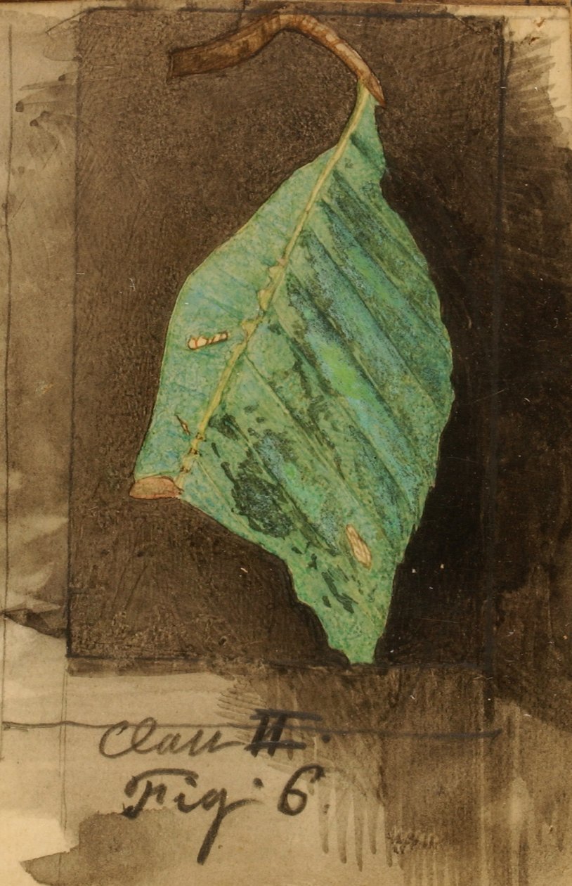较小的斑点海滩叶缘毛毛虫，研究《动物王国中的隐蔽色》一书 作者 艾玛海滩塞耶