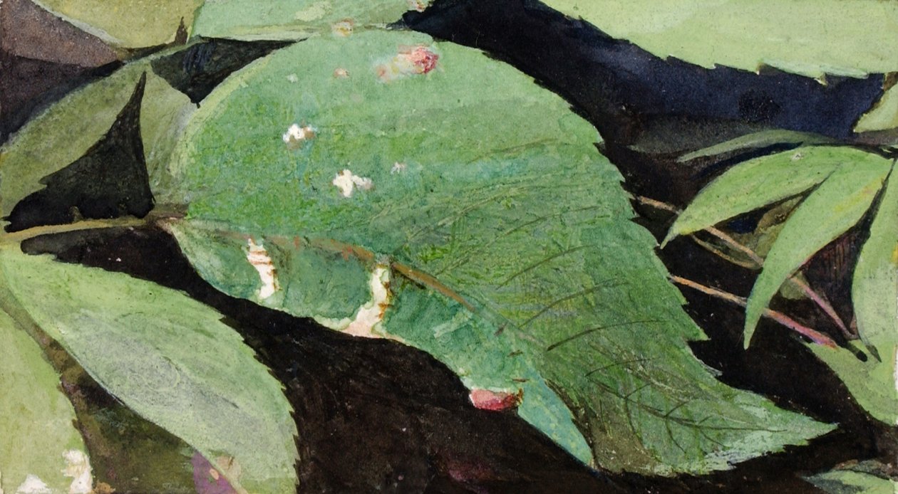 白桦树叶缘毛虫...，19世纪末至20世纪初。 作者 艾玛海滩塞耶