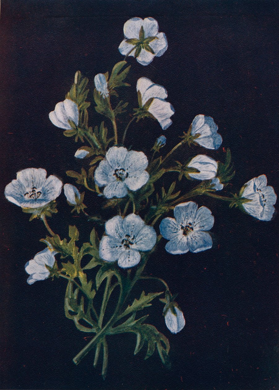 浅蓝色眼睛，c1915，1915 作者 艾玛·格雷厄姆（Emma Graham）Clock
