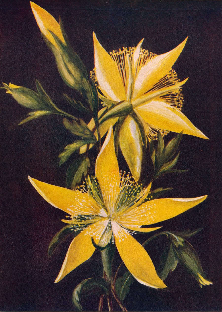 《炽热之星》，c1915，1915 作者 艾玛·格雷厄姆（Emma Graham）Clock