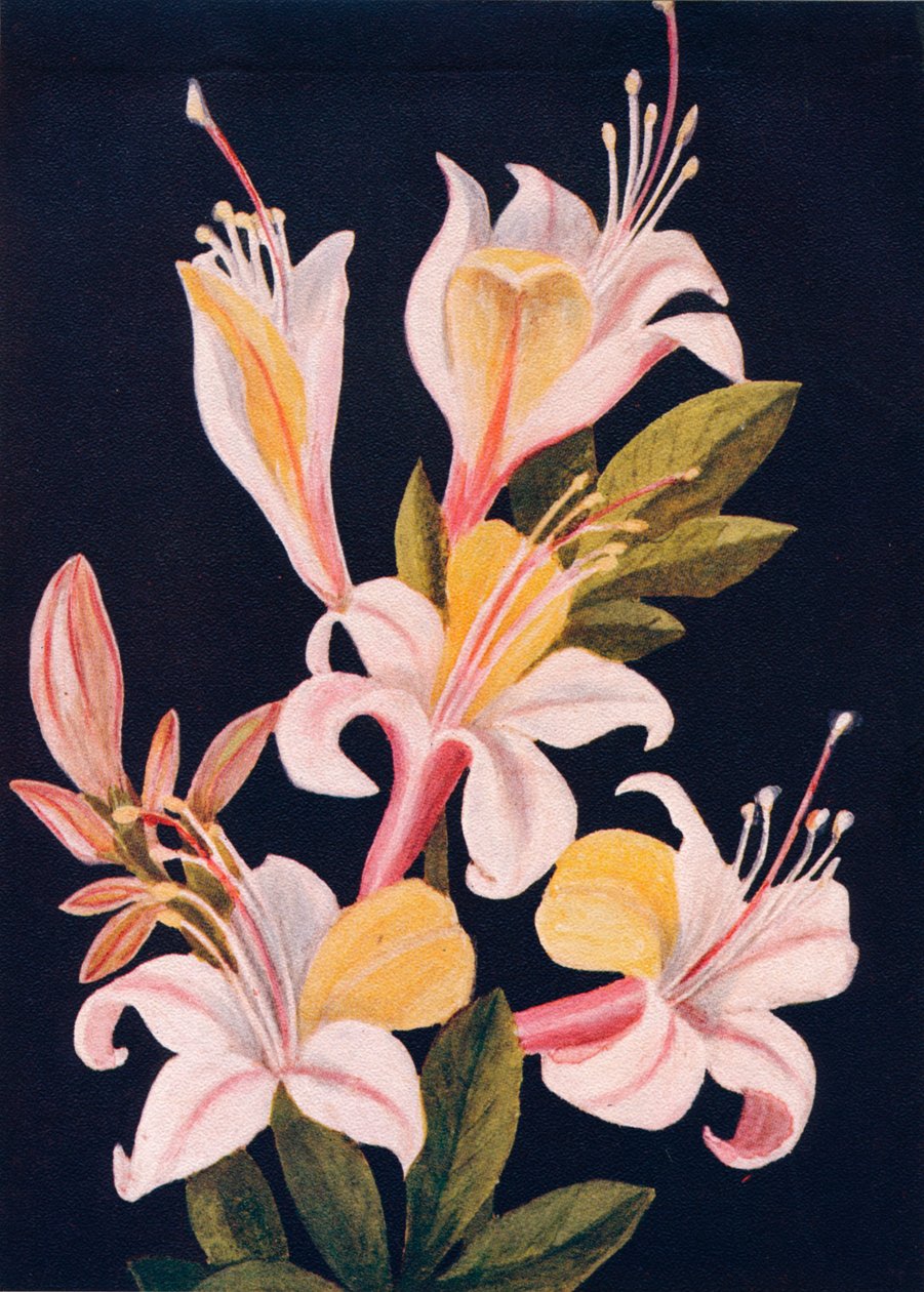 加利福尼亚杜鹃花，1915年左右，1915年 作者 艾玛·格雷厄姆（Emma Graham）Clock