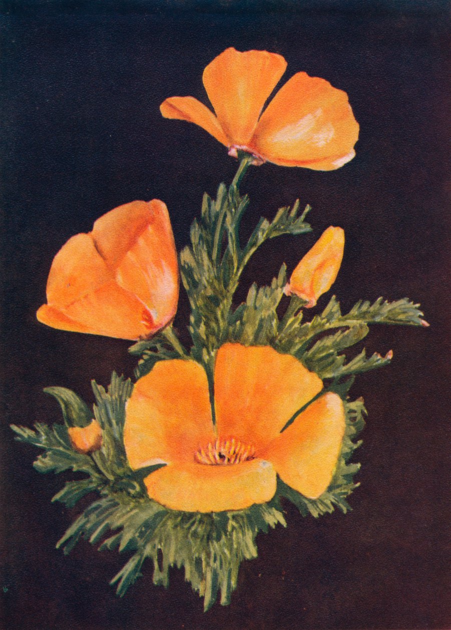 加州罂粟，1915年，1915年 作者 艾玛·格雷厄姆（Emma Graham）Clock