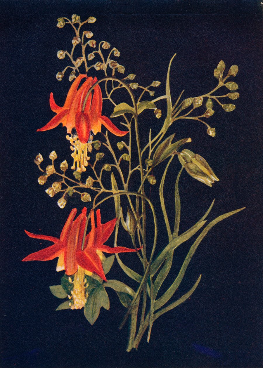 哥伦拜恩（c1915），1915年 作者 艾玛·格雷厄姆（Emma Graham）Clock