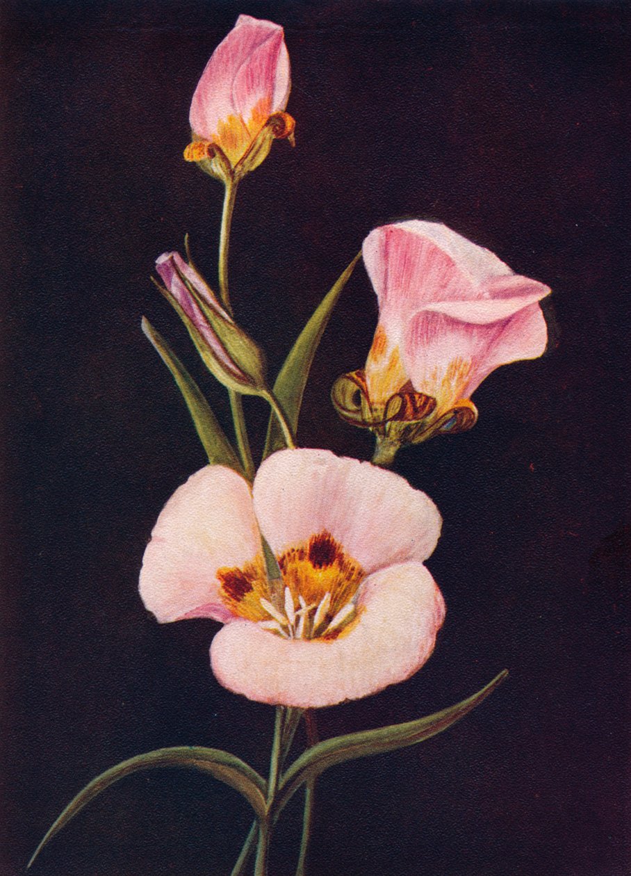 Mariposa Tulip，c1915，1915年 作者 艾玛·格雷厄姆（Emma Graham）Clock