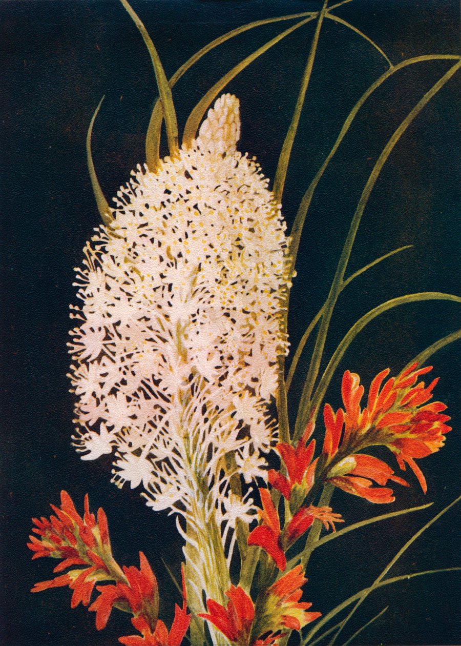 斯阔草和猩红色油漆刷，c1915，1915年 作者 艾玛·格雷厄姆（Emma Graham）Clock