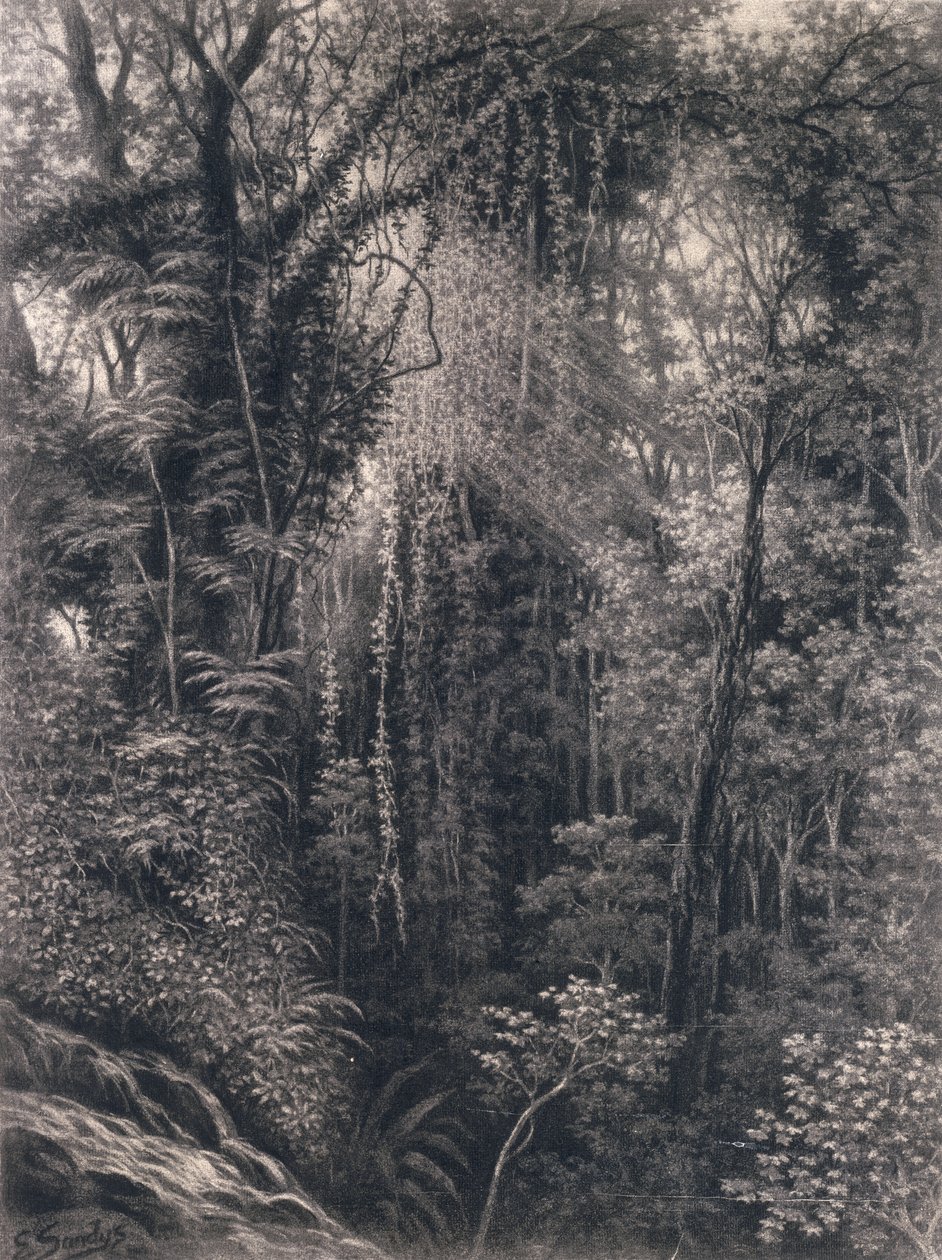 1877年，西波摩亚乌波卢阿皮亚峡谷的视图（纸上的木炭） 作者 艾玛·桑迪斯（Emma Sandys）