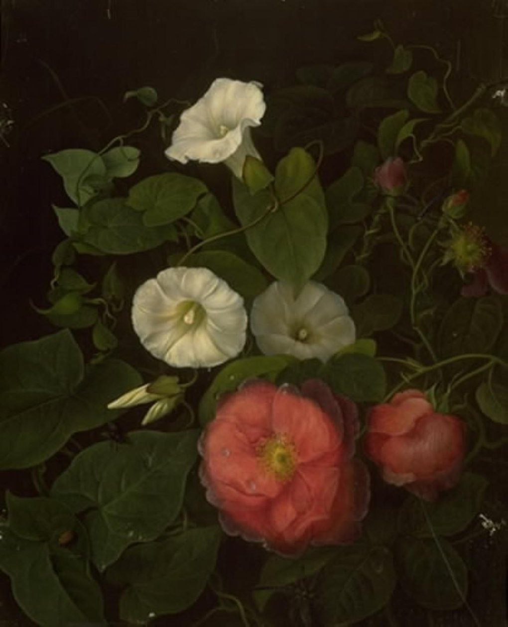 玫瑰花和表妹 作者 艾玛·托马森