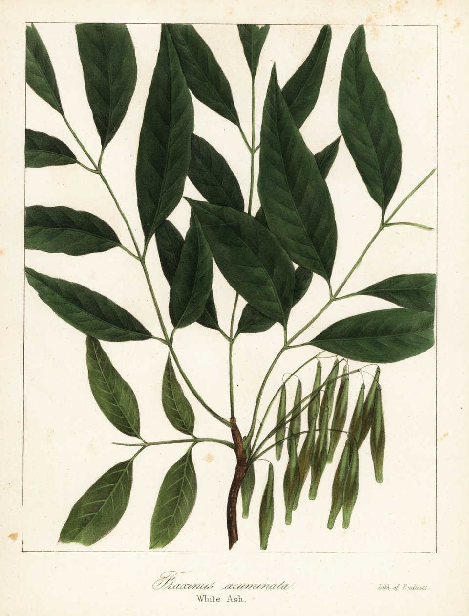 美国白蜡树（White ash, Fraxinus acuminata) 作者 恩迪科特恩迪科特