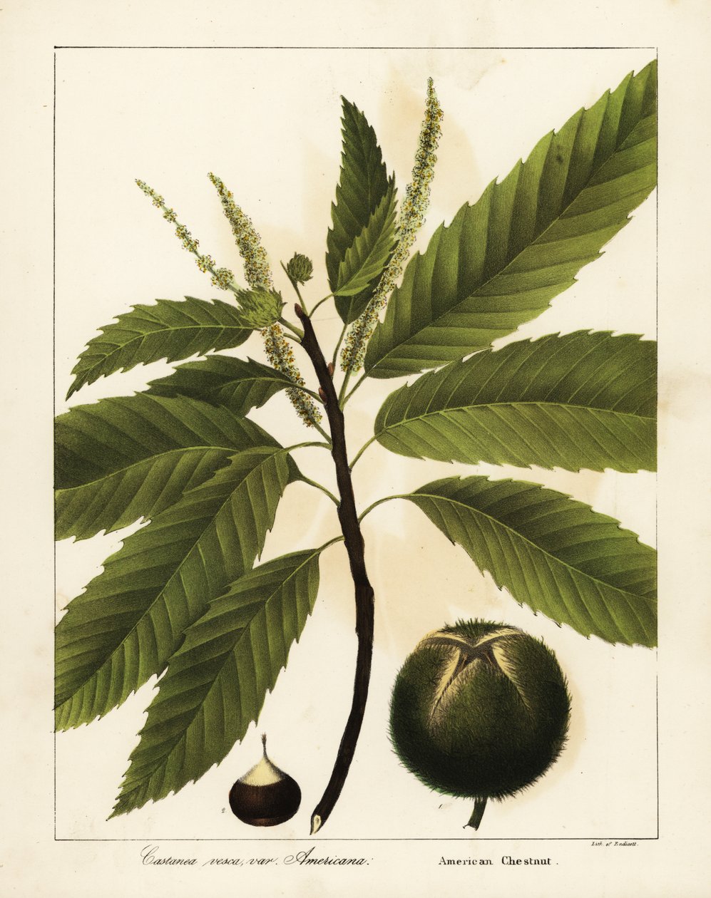 美国栗子 Castanea dentata Castanea vesca var 作者 恩迪科特恩迪科特