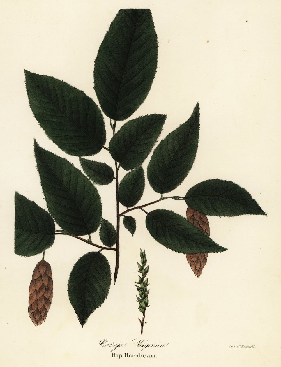 美洲羊角树 (Hop-hornbeam, Ostrya virginica) 作者 恩迪科特恩迪科特