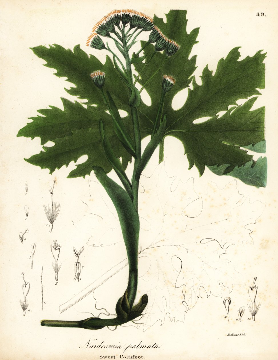 北极甜款冬或北极蜂斗菜，Petasites frigidus var 作者 恩迪科特恩迪科特