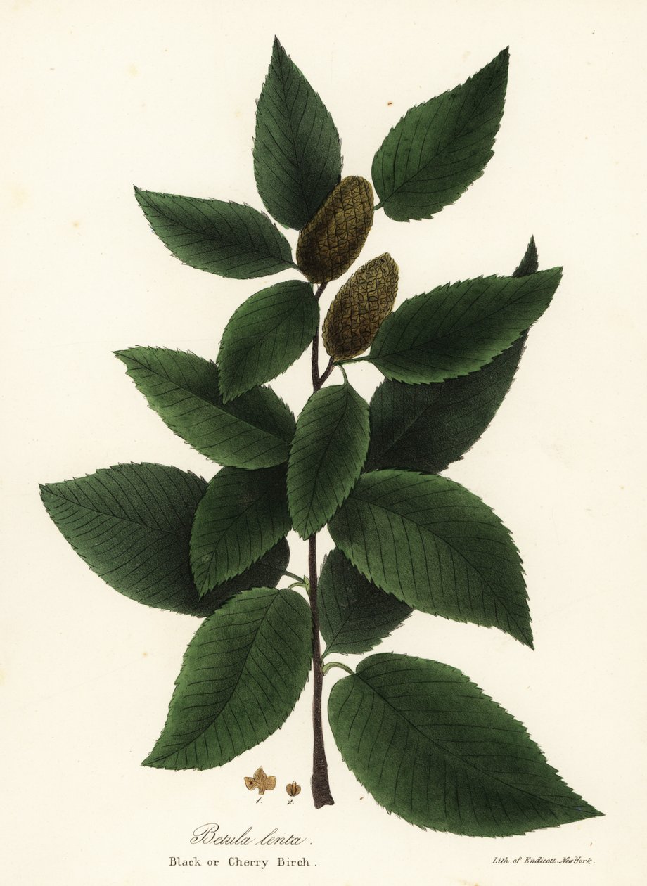黑桦或樱桃桦，Betula lenta 作者 恩迪科特恩迪科特