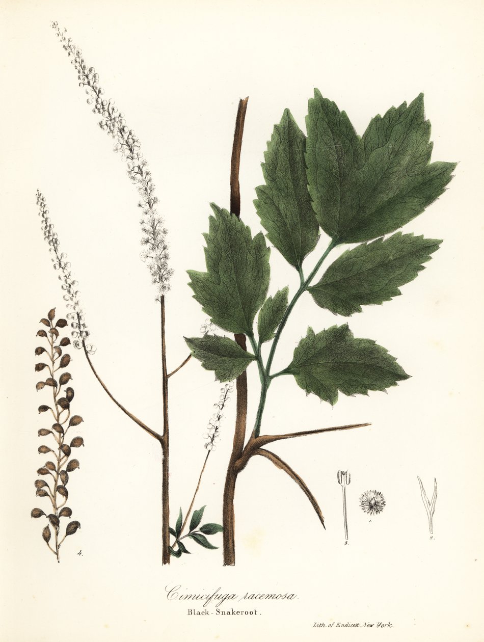黑升麻、黑马铃薯、黑蛇根草或仙女蜡烛、总状升麻 (Cimicifuga racemosa) 作者 恩迪科特恩迪科特