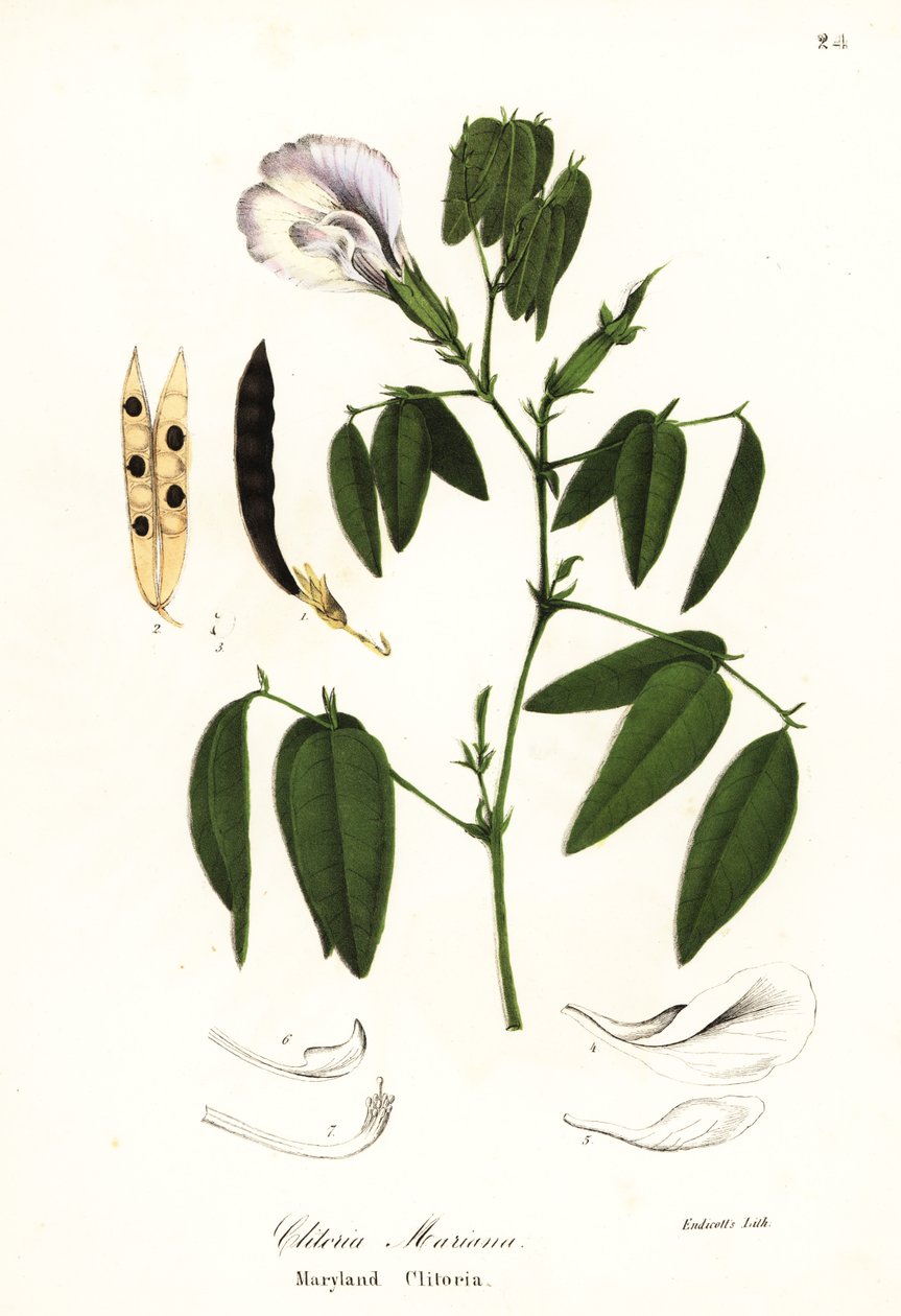 蝴蝶豌豆、大西洋鸽翅或马里兰 clitoria、Clitoria mariana 作者 恩迪科特恩迪科特