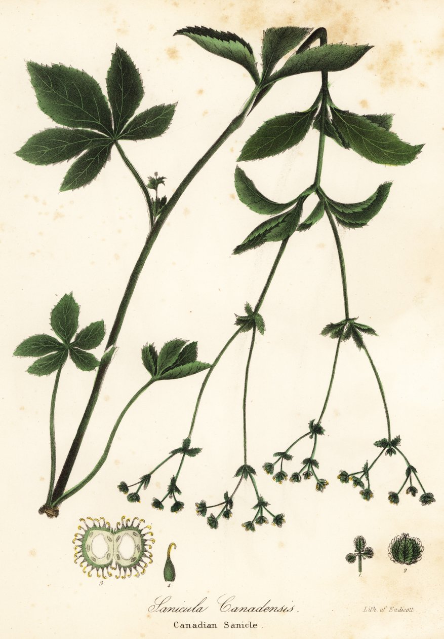 加拿大黑鹳或加拿大三叶草，Sanicula canadensis 作者 恩迪科特恩迪科特
