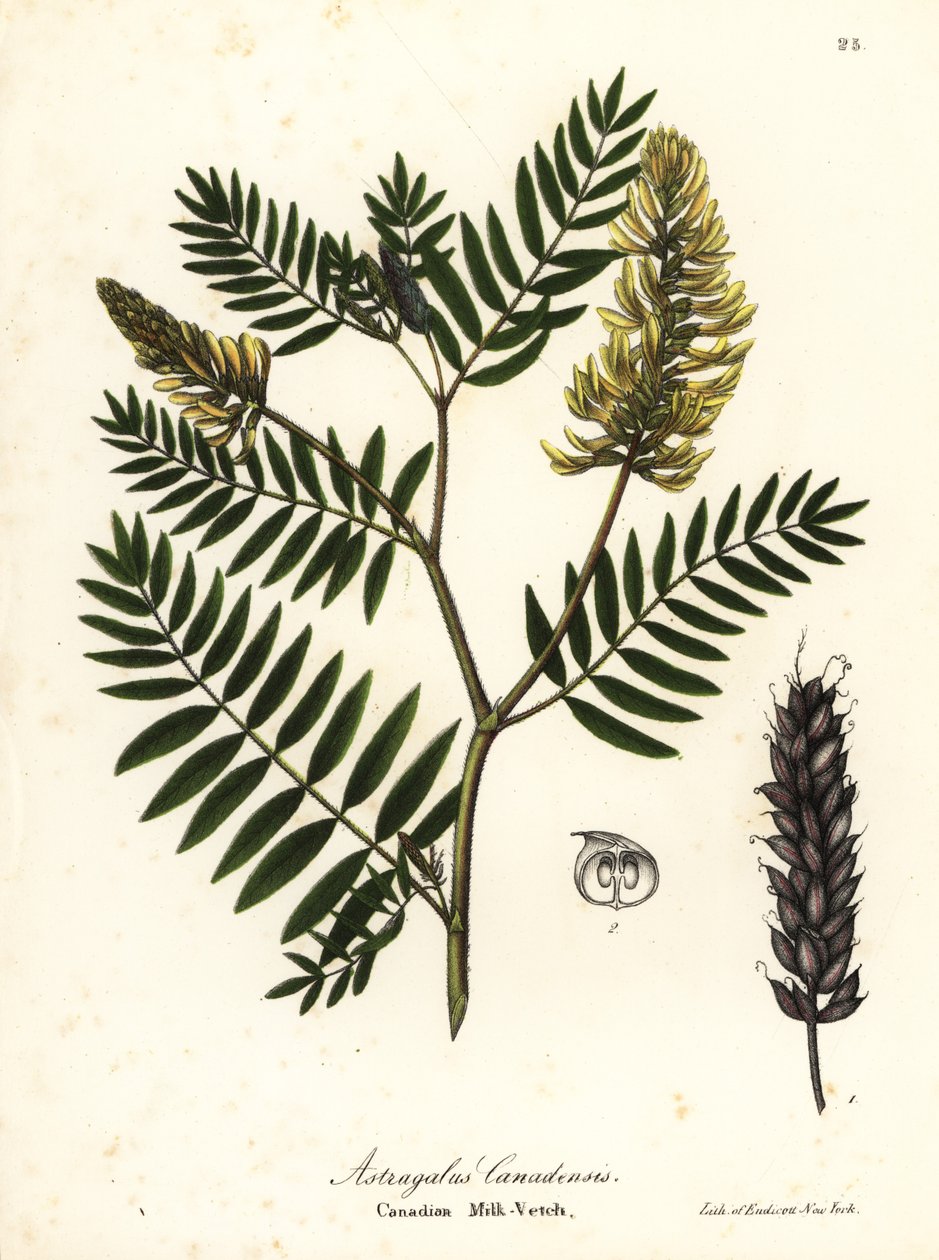 加拿大紫云英，Astragalus canadensis 作者 恩迪科特恩迪科特