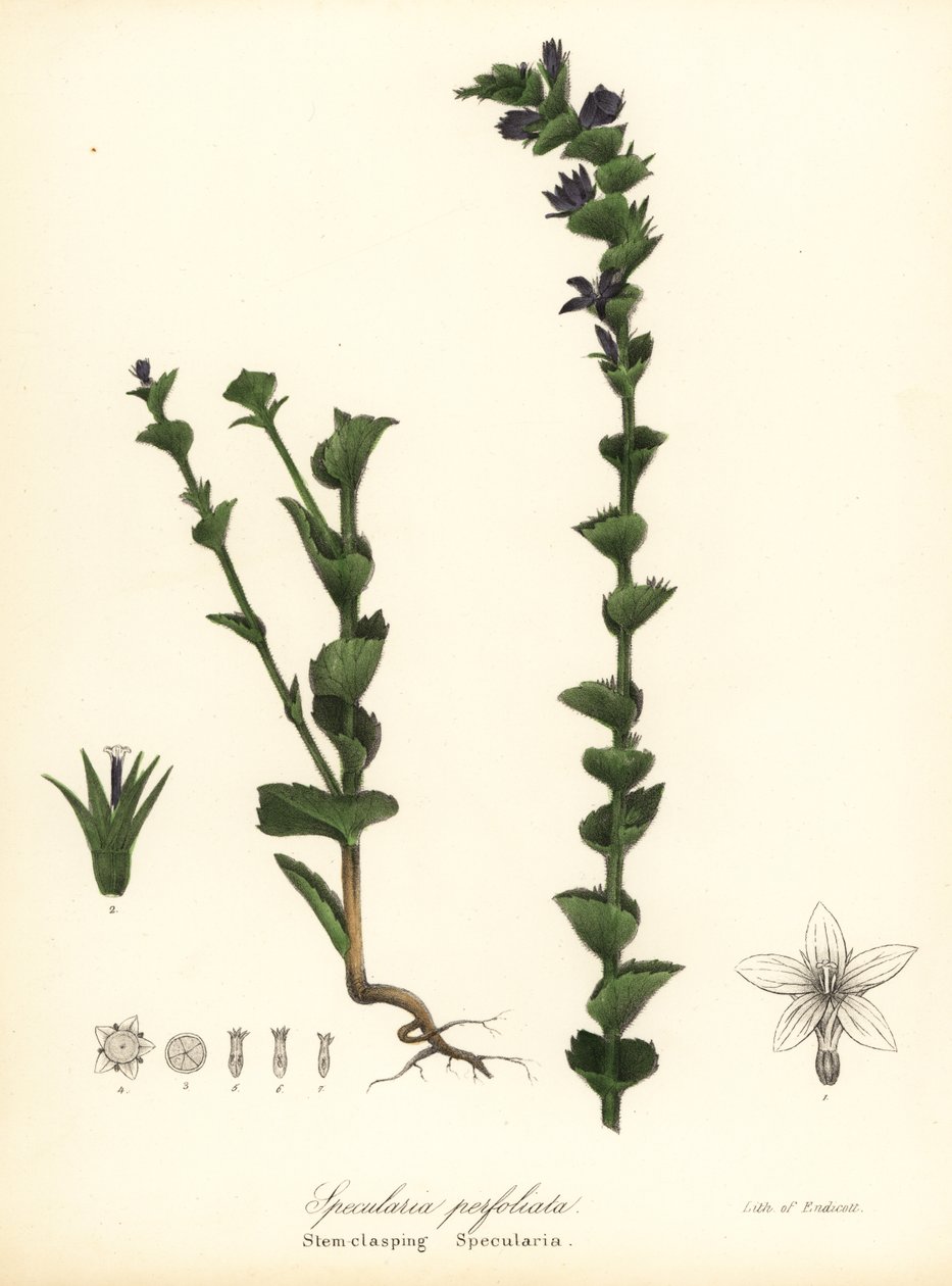 紧握维纳斯的镜子或紧握风铃草 Triodanis perfoliata （茎紧握 spularia，Specularia perfoliata） 作者 恩迪科特恩迪科特
