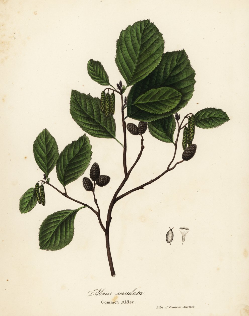 普通桤木、榛桤木或光滑桤木、Alnus serrulata 作者 恩迪科特恩迪科特