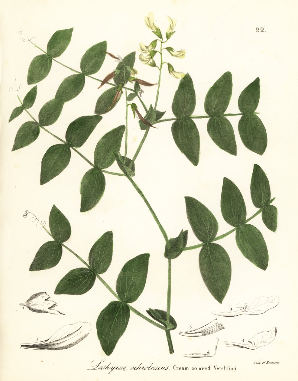 奶油豌豆或奶油色薇菜，Lathyrus ochroleucus 作者 恩迪科特恩迪科特