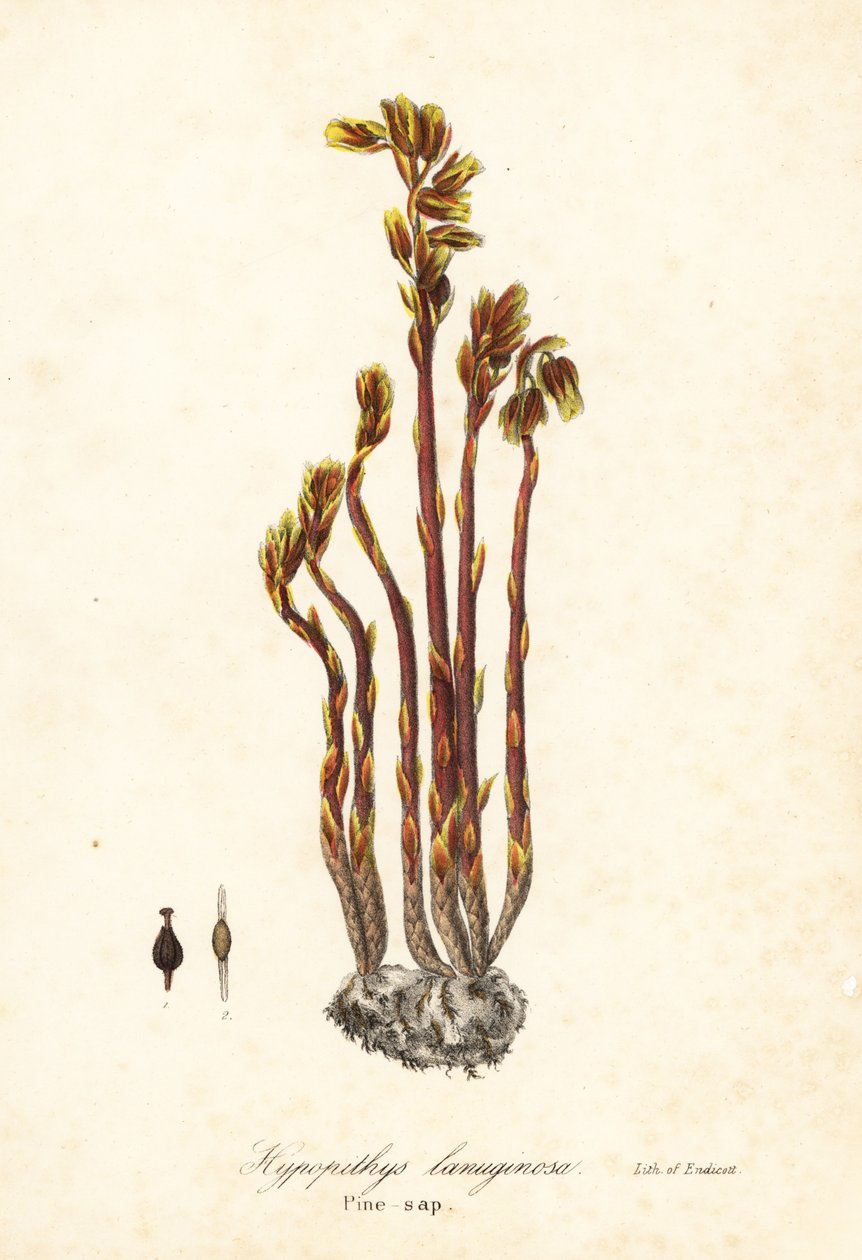 荷包牡丹、假榉树滴水观音、松树簕或黄燕窝、Monotropa hypopitys（松树簕，Hypopithys lanuginosa）。 作者 恩迪科特恩迪科特