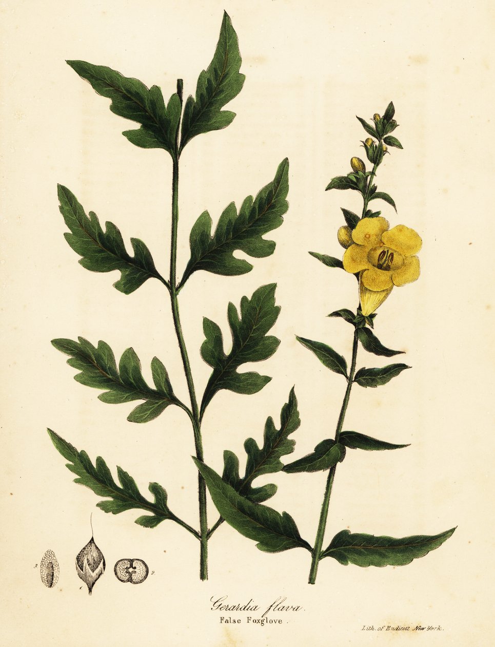 假凤仙花，Aureolaria flava（Gerardia flava） 作者 恩迪科特恩迪科特