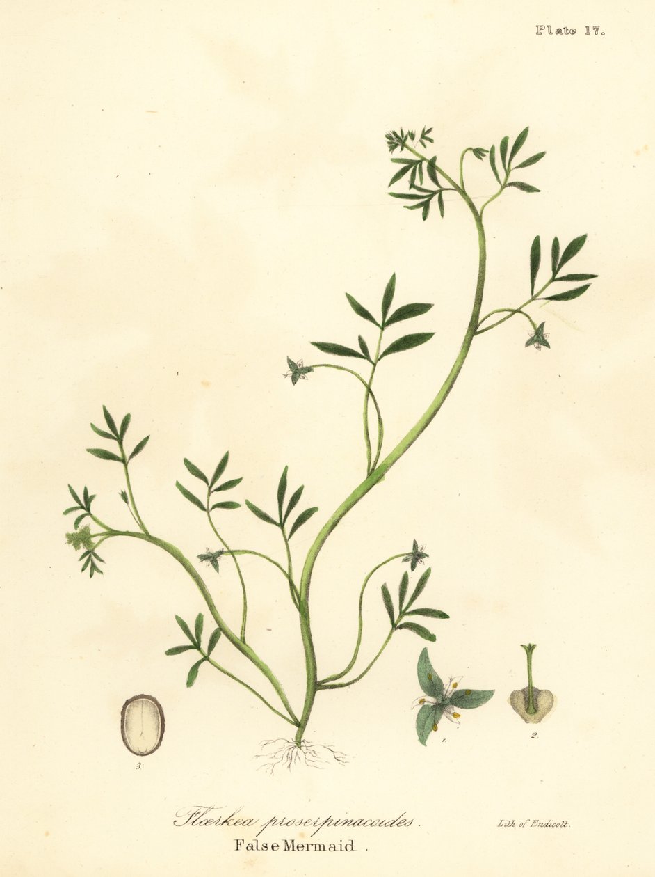 假美人鱼 Floerkea proserpinacoides 作者 恩迪科特恩迪科特
