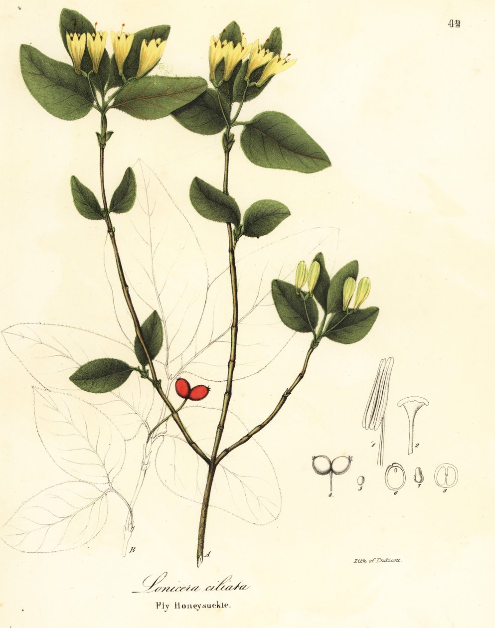 飞燕草，Lonicera ciliata 作者 恩迪科特恩迪科特