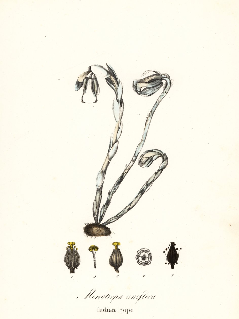 幽灵植物、幽灵管、印度管或尸体植物、Monotropa uniflora 作者 恩迪科特恩迪科特