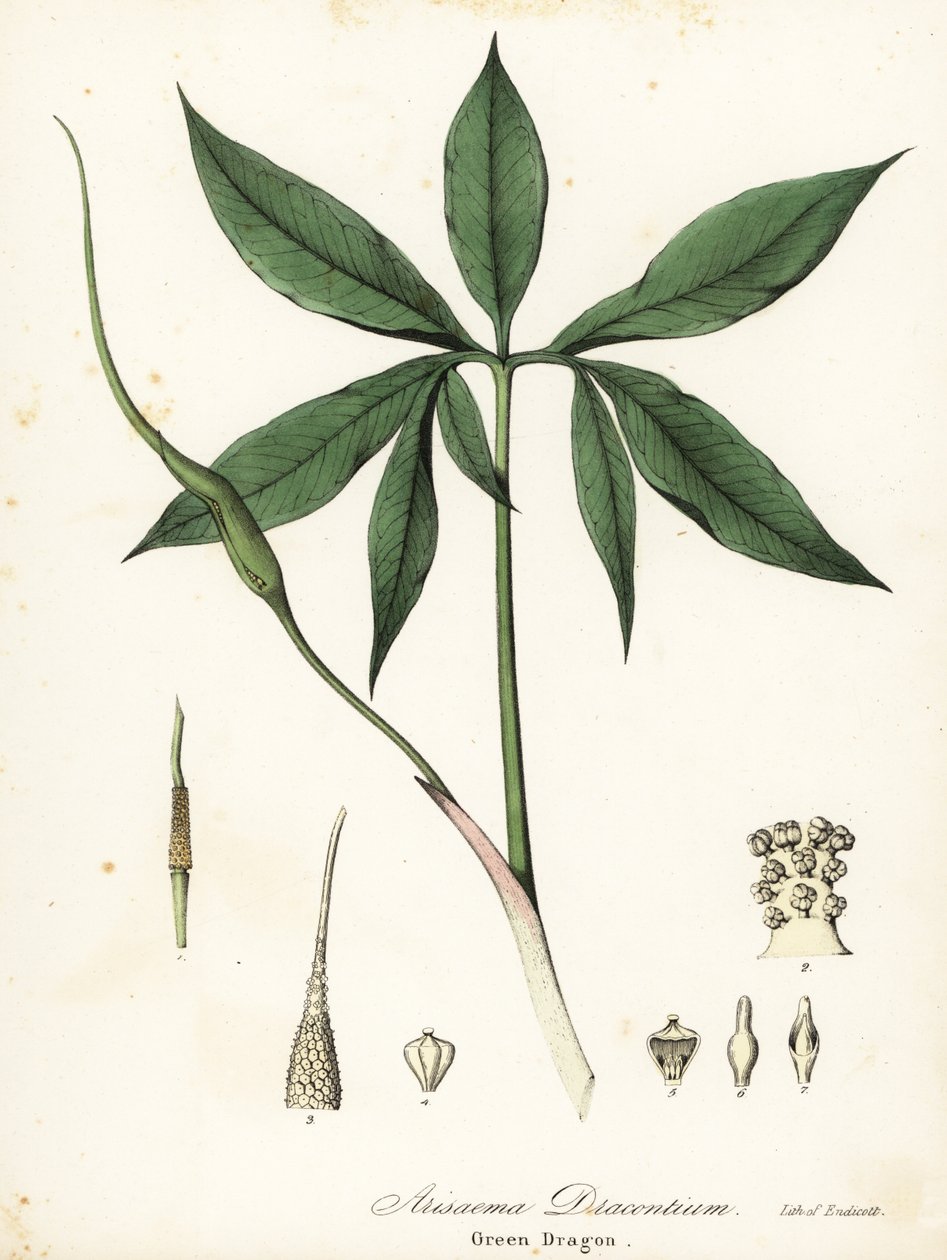 绿龙或龙根，Arisaema dracontium 作者 恩迪科特恩迪科特