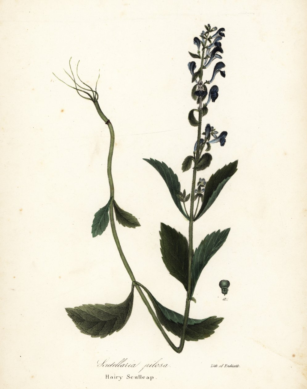 毛黄芩，Scutellaria elliptica (Scutellaria pilosa) 作者 恩迪科特恩迪科特