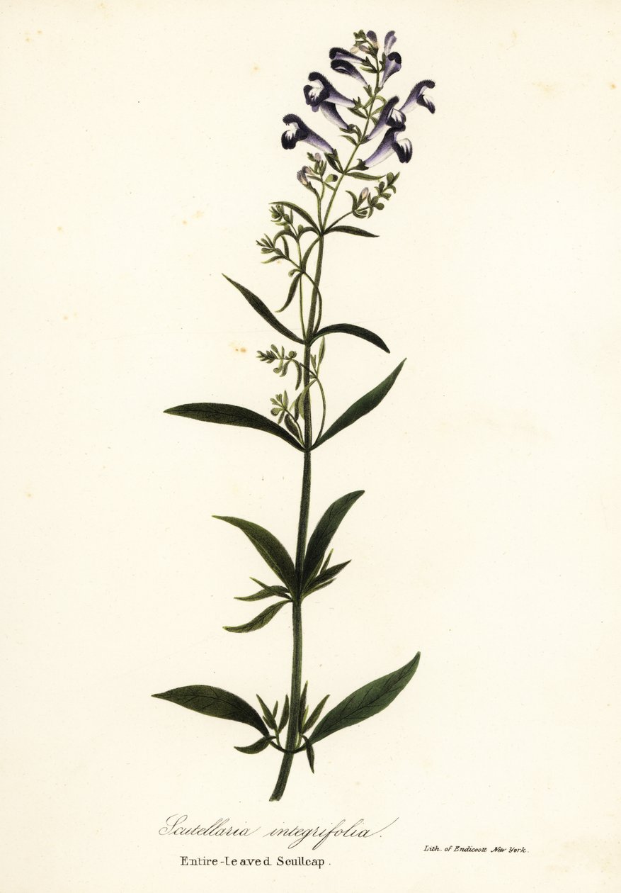 头盔花、头盔草或全叶毛莨，Scutellaria integrifolia 作者 恩迪科特恩迪科特