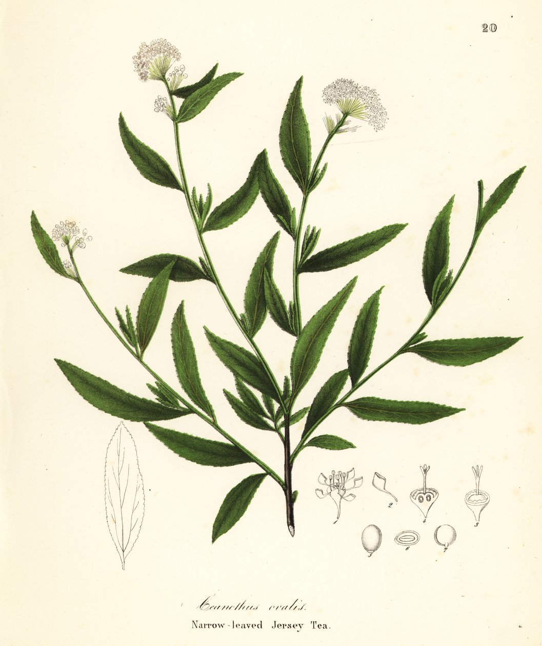 泽西岛茶，Ceanothus herbaceus（窄叶泽西岛茶，Ceanothus ovalis） 作者 恩迪科特恩迪科特