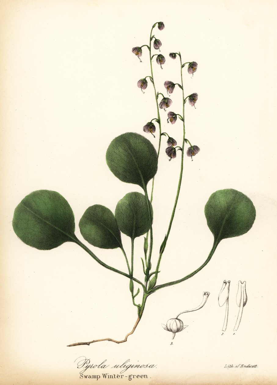 肝叶冬青、沼泽冬青或粉红冬青，Pyrola asarifolia（沼泽冬青，Pyrola uliginosa）。 作者 恩迪科特恩迪科特