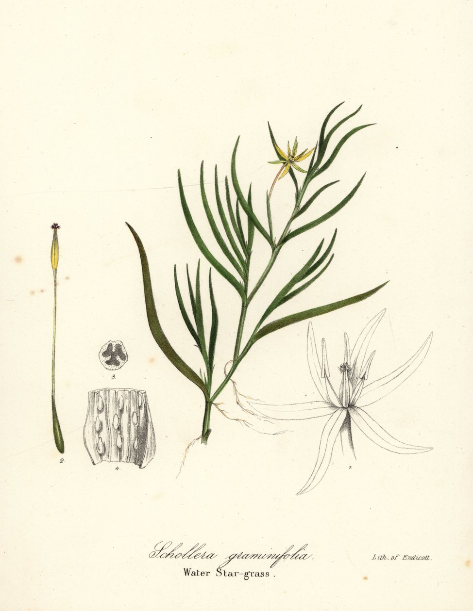 泥车前草或水葫芦，Heteranthera dubia（水星草，Schollera graminifolia）。 作者 恩迪科特恩迪科特