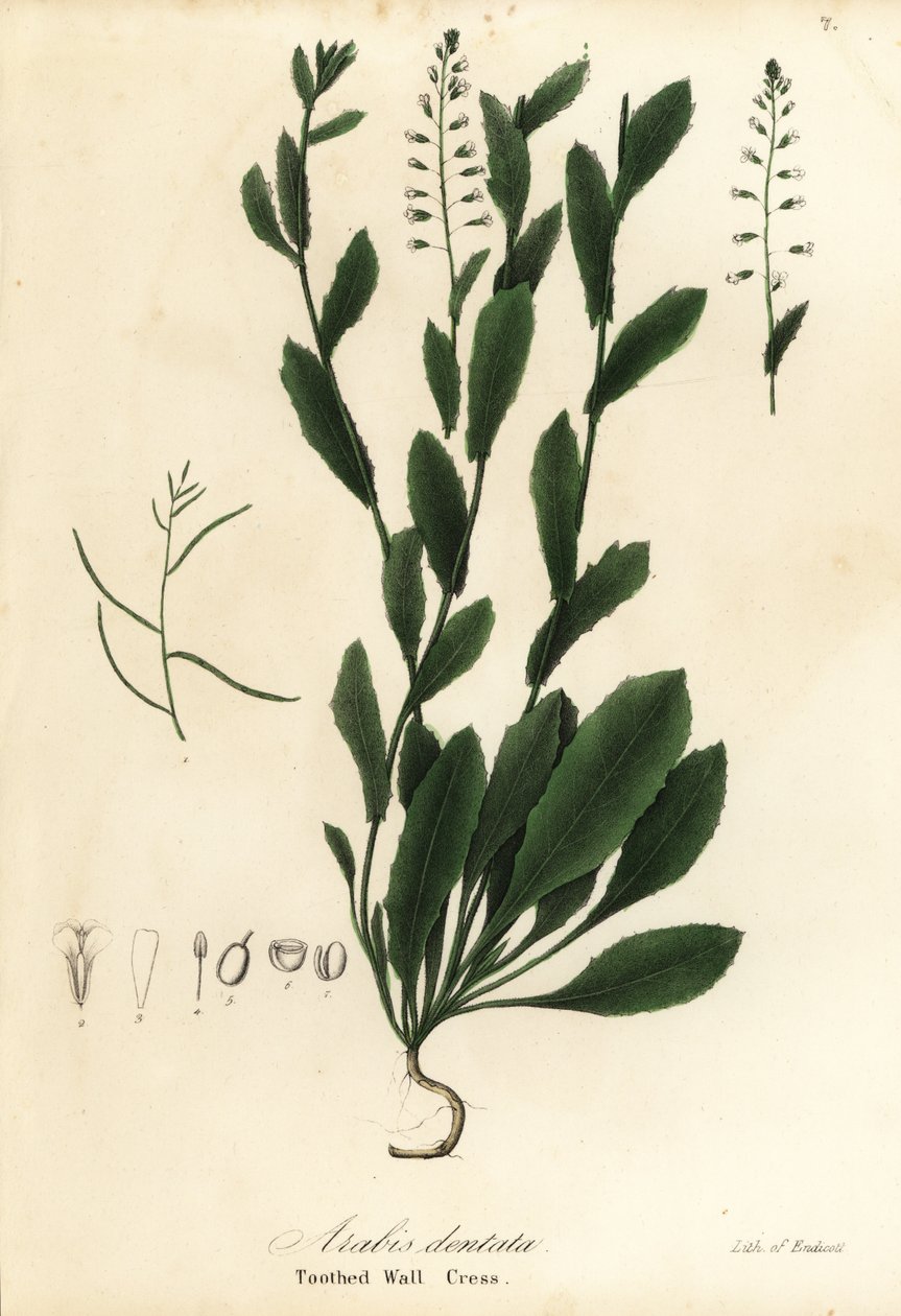 齿壁芹（Murbeckiella pinnatifida）（齿壁芹，Arabis dentata 作者 恩迪科特恩迪科特