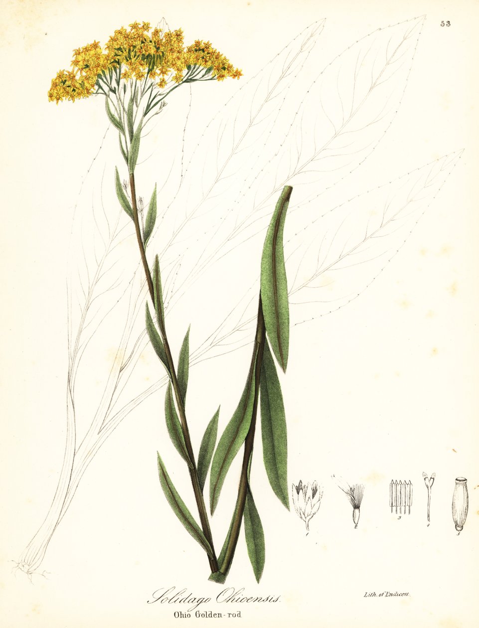 俄亥俄金丝草，Solidago ohioensis 作者 恩迪科特恩迪科特