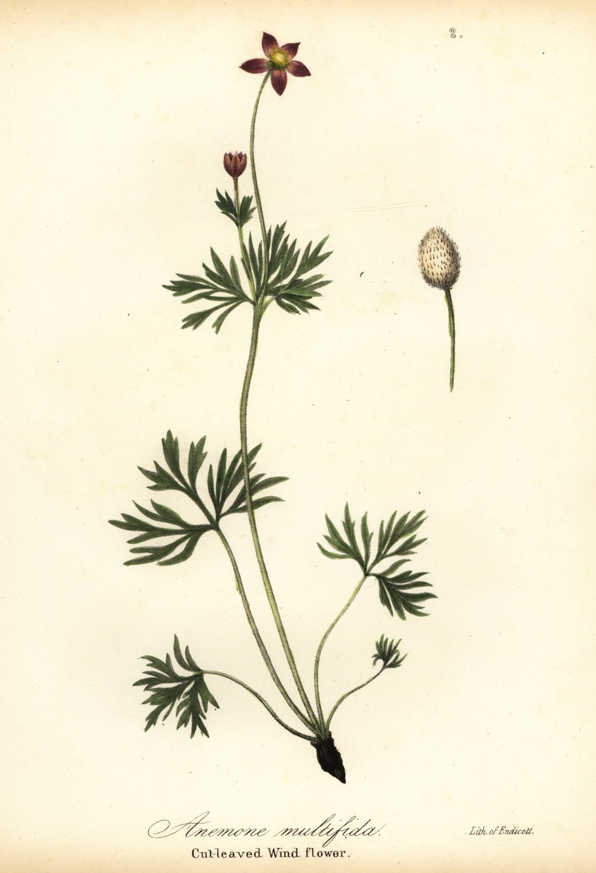 太平洋银莲花或切叶白头翁，Anemone multifida 作者 恩迪科特恩迪科特